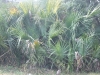 DSCF2282