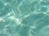DSCF2455
