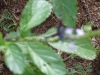 DSCF2468
