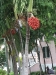 DSCF2482