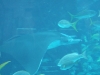 DSCF2557